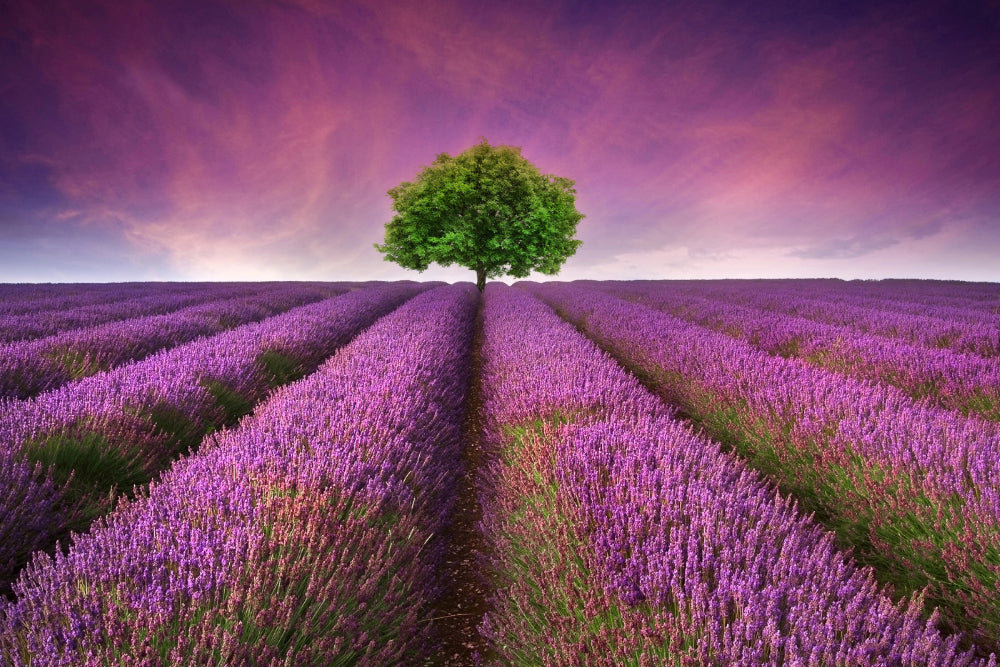 Lavender field full of the lavender from which our lavender essential oil is made