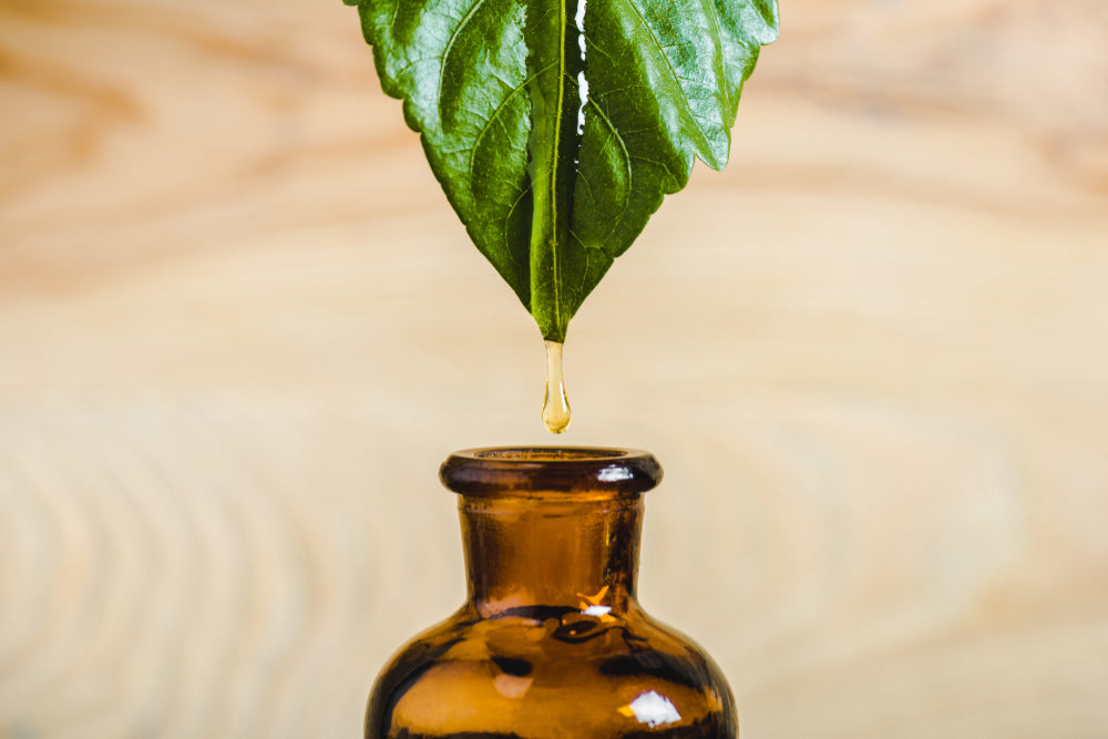 Close-up of essential oil dripping from leaf into bottle