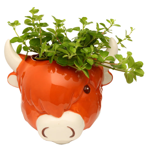 Front view of a decorative, glossy orange-brown ceramic indoor planter shaped as a Highland Coo cow's head, featuring white horns, a white snout with dark nostrils, and dark eyes. It contains a vibrant green plant.