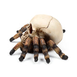 Angled view of a decorative figurine: an aged light-coloured skull with dark cracks, featuring eight textured brown and black spider legs.