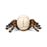 Decorative skull ornament figurine, showing the light-coloured upper surface of a skull cap with visible sutures, and eight segmented brown and black spider legs splayed outwards, against a white background.