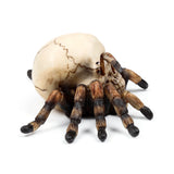 Angled decorative ornament of an aged skull with dark brown, textured spider legs, shown on a white background.