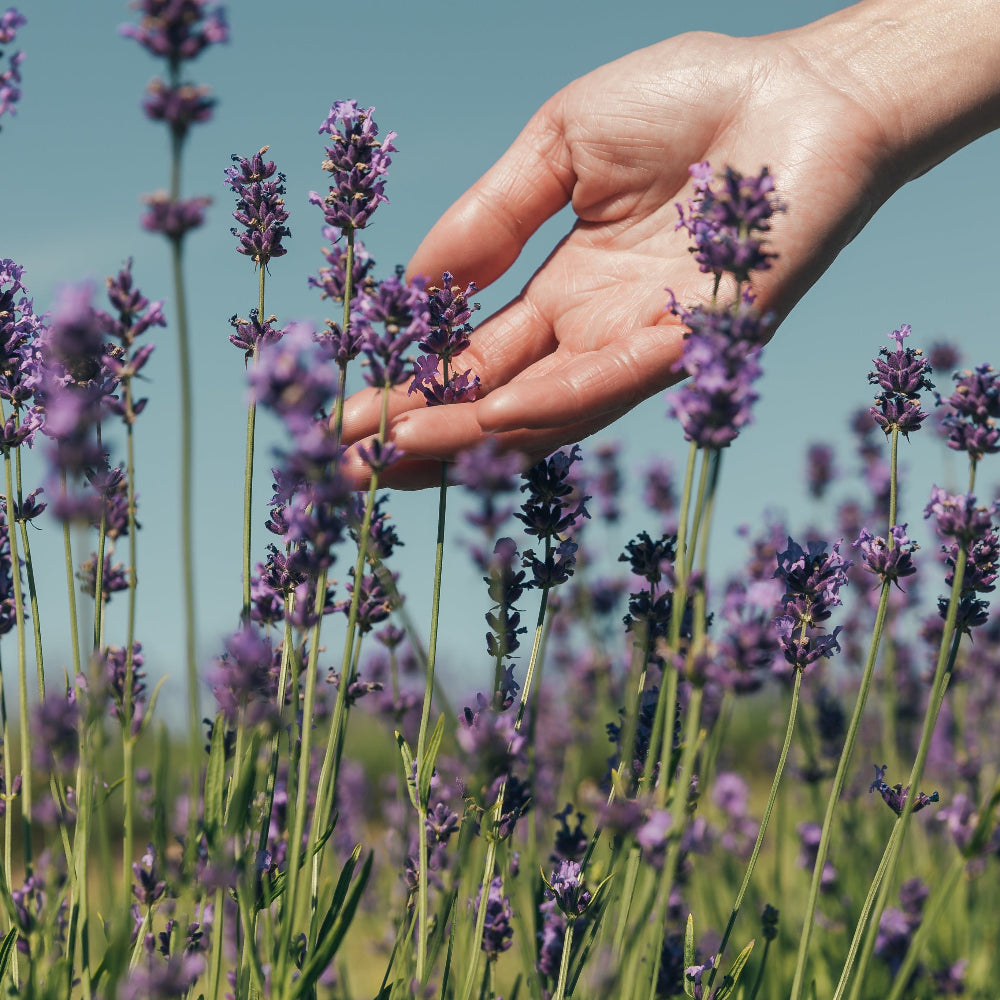 Hand touching lavender flowers in a field with a clear blue sky.