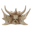 Angled view of a cream-coloured Dragon Skull Decoration, showcasing prominent horns and weathered bone texture.