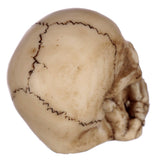 Side view of a cream-coloured skull figurine, detailed with dark brown sutures and an aged finish on a white background.