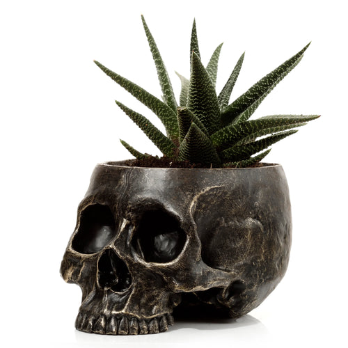 Angled view of a dark, metallic-effect skull indoor planter, featuring prominent eye sockets and teeth, holding a spiky green succulent plant with white markings.