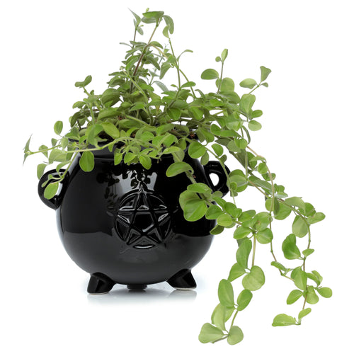 Angled view of a glossy black ceramic witches cauldron indoor planter featuring an embossed pentagram design and two small handles, filled with a green trailing plant.